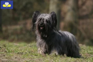 Read more about the article Skye Terrier breeders and puppies in Brussels-Capital Region