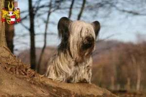 Read more about the article Skye Terrier breeders and puppies in Carinthia