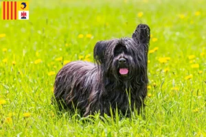 Read more about the article Skye Terrier breeders and puppies in Provence-Alpes-Côte d’Azur