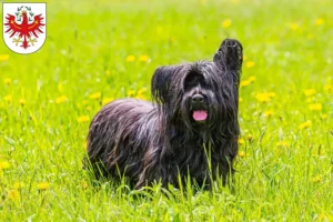 Read more about the article Skye Terrier breeders and puppies in Tyrol