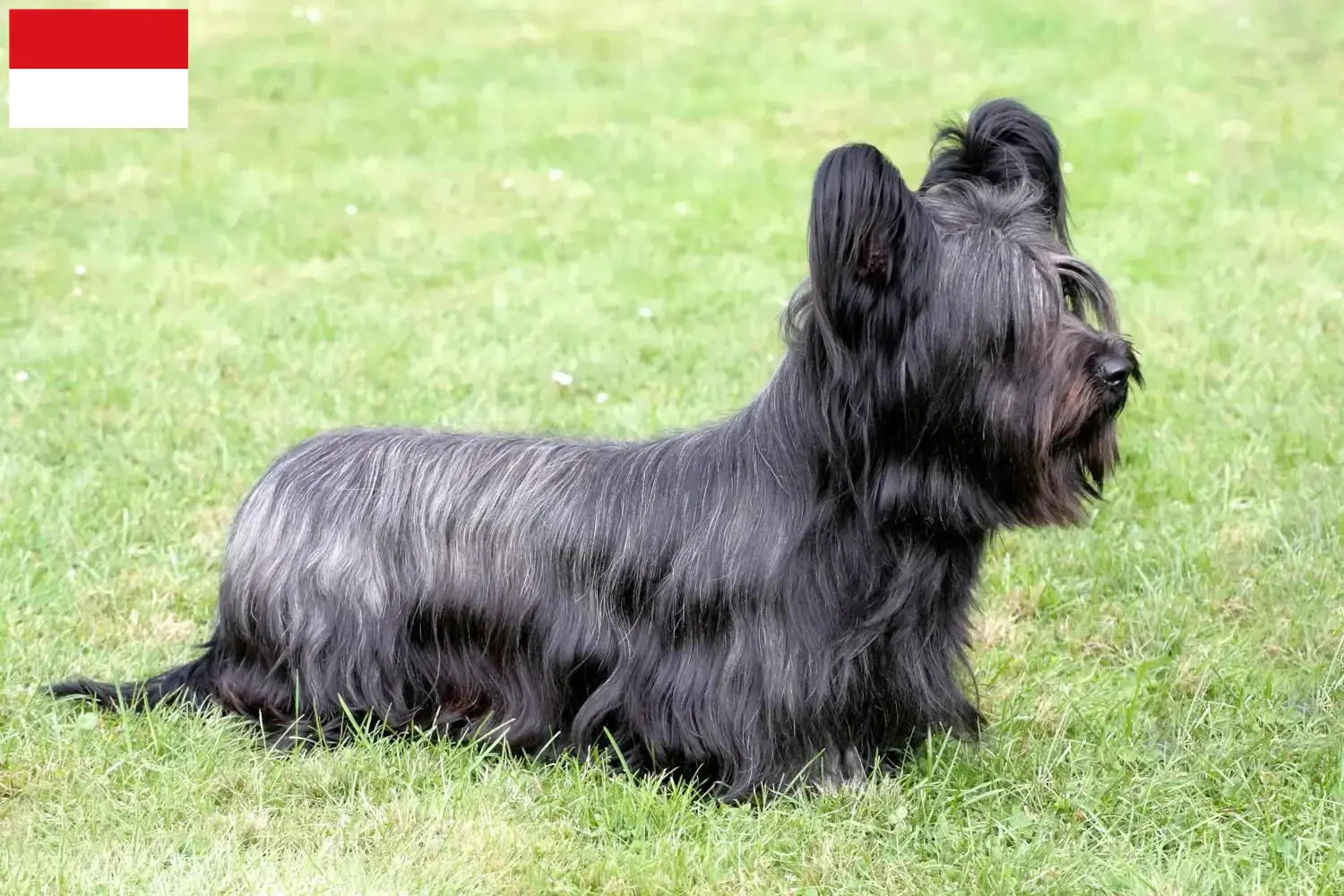 Skye Terrier puppies and breeders Vienna Find Skye Terrier breeders in Vienna here.