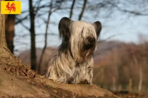 Read more about the article Skye Terrier breeders and puppies in Walloon Region