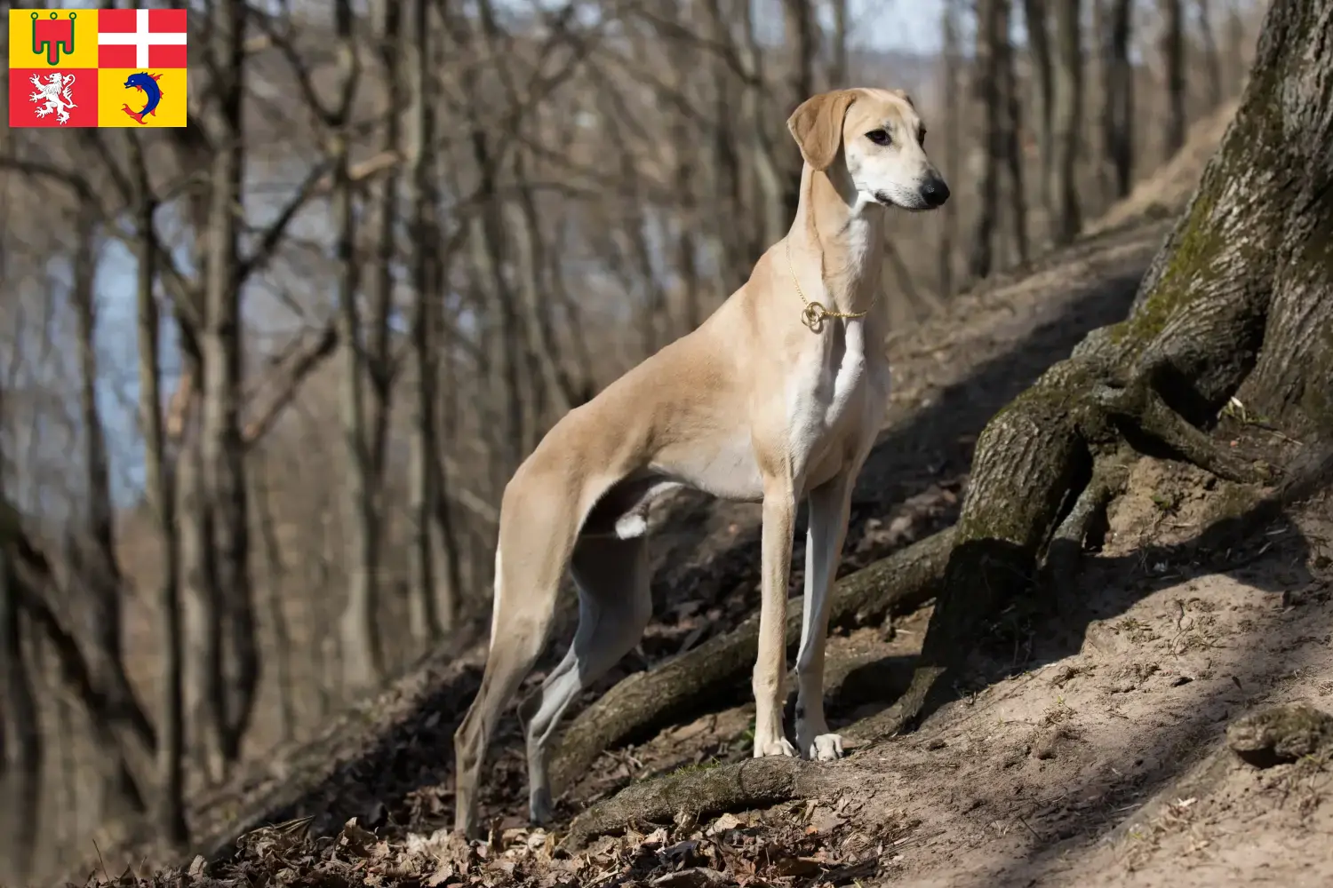 Sloughi puppies and breeders Auvergne-Rhône-Alpes Here you can find Sloughis breeders in Auvergne-Rhône-Alpes.