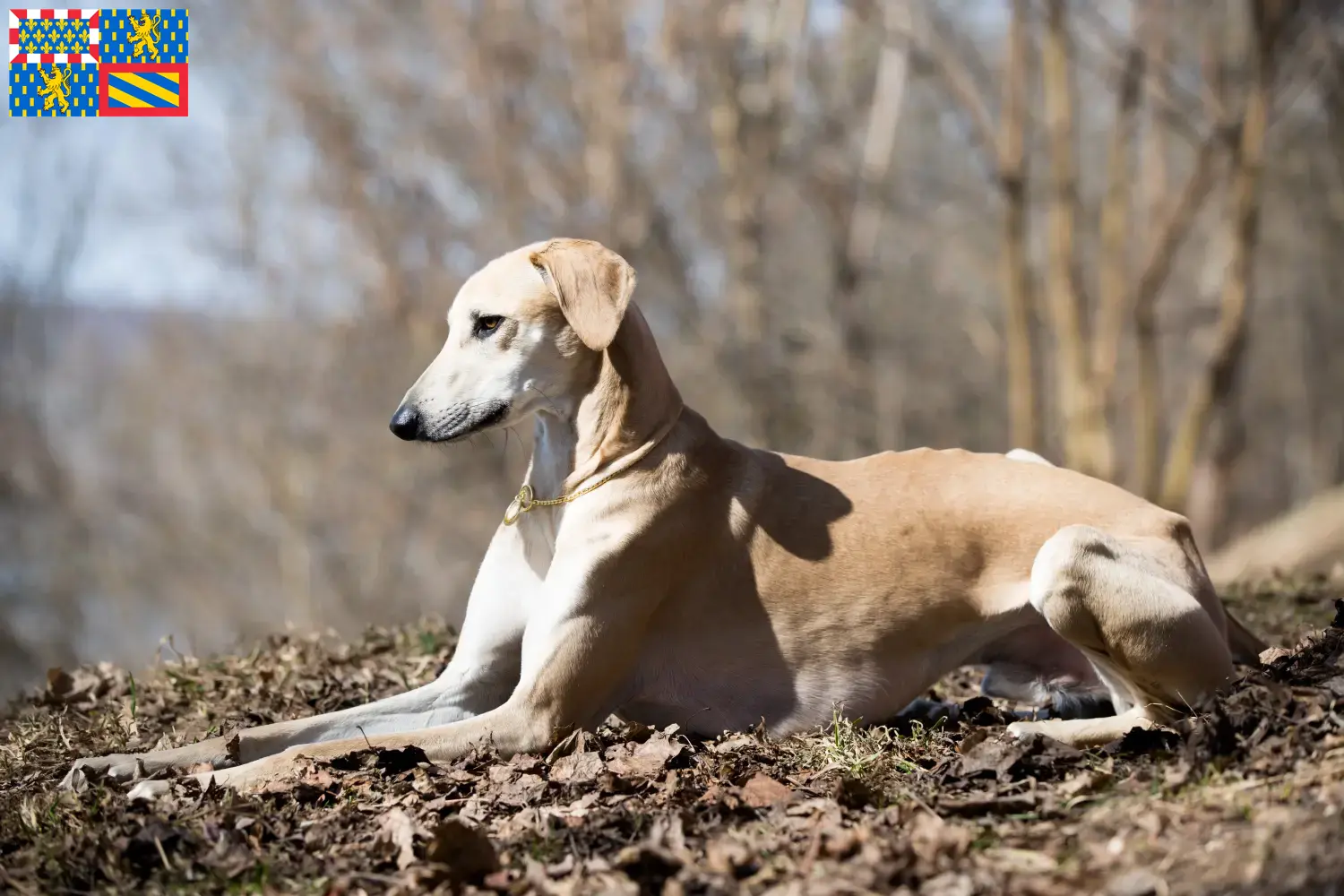 Sloughi puppies and breeders Bourgogne-Franche-Comté Here you can find Sloughis breeders in Bourgogne-Franche-Comté.