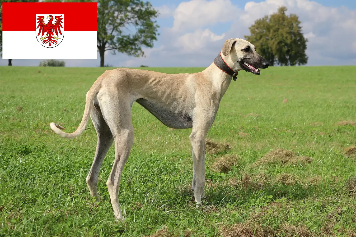 Sloughi puppies and breeders Brandenburg Here you can find Sloughis breeders in Brandenburg.