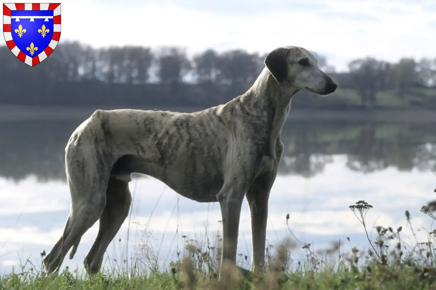 Sloughi puppies and breeders Centre-Val de Loire Here you can find Sloughis breeders in Centre-Val de Loire.