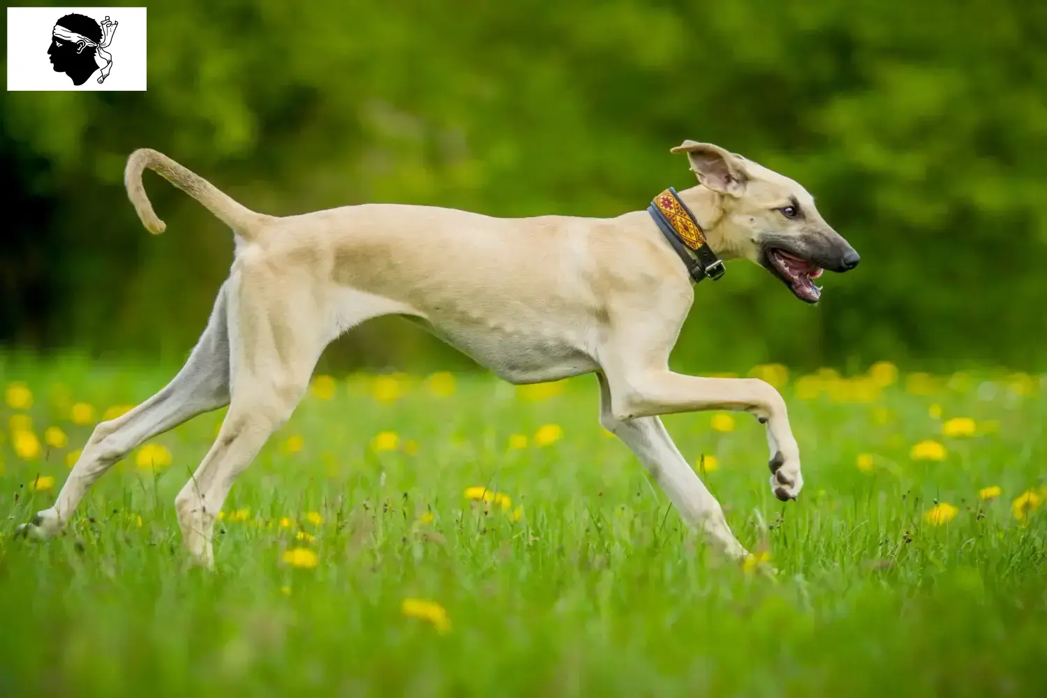 Sloughi puppies and breeders Corsica Here you can find Sloughi breeders in Corsica.