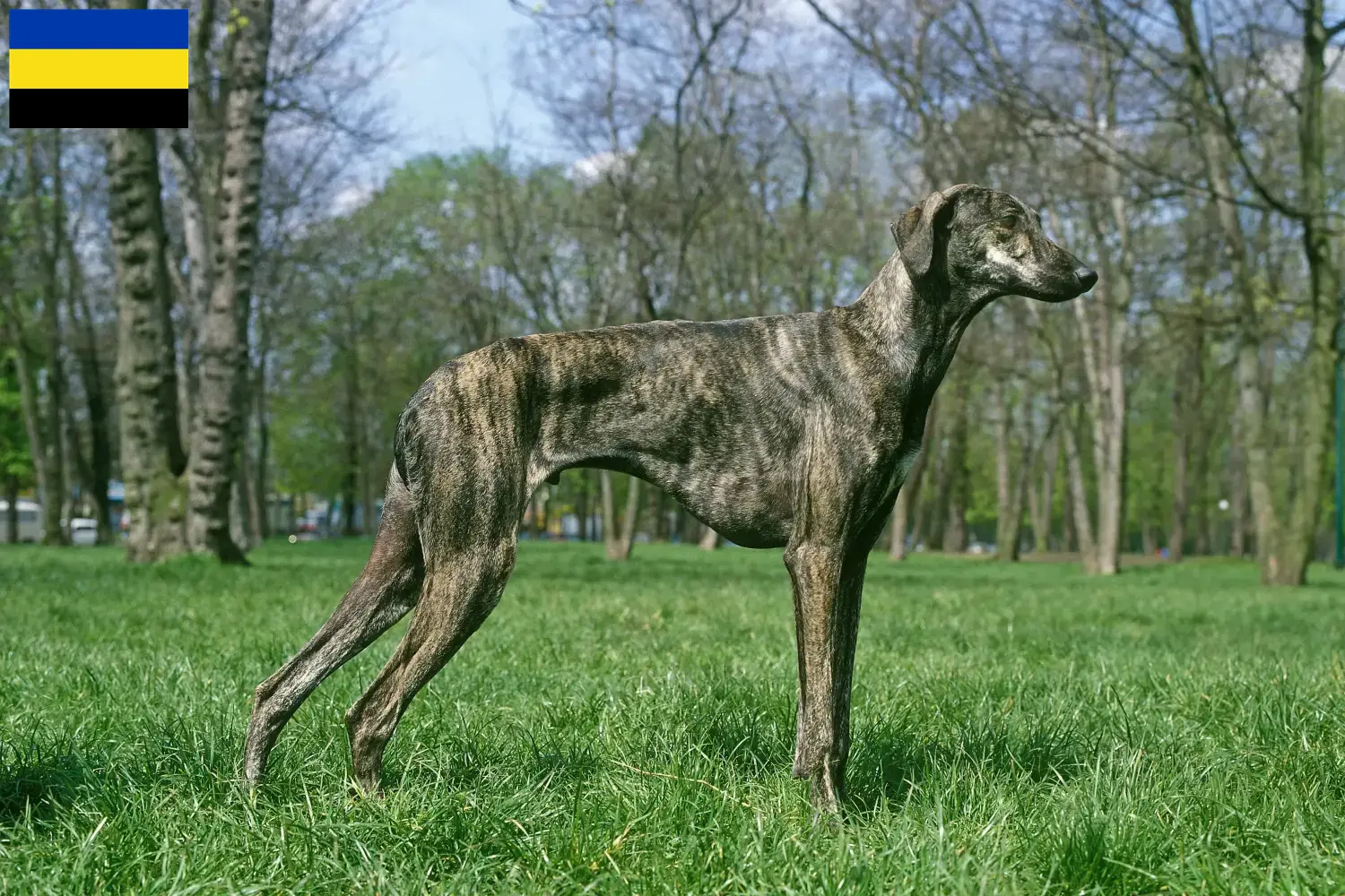 Sloughi puppies and breeders Gelderland Here you can find Sloughis breeders in Gelderland.