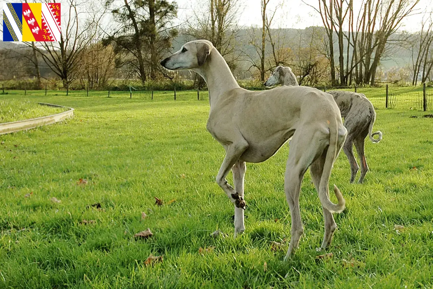 Sloughi puppies and breeder Grand Est Here you can find Sloughis breeders in Grand Est.