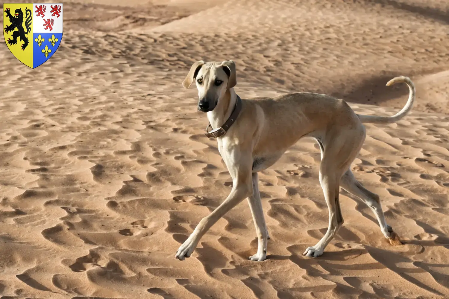 Read more about the article Sloughi breeders and puppies in Hauts-de-France