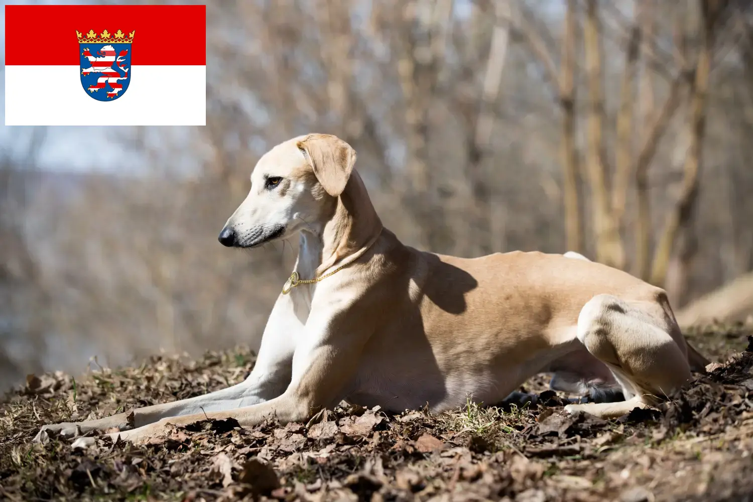 Sloughi puppies and breeders Hessen Here you can find Sloughis breeders in Hessen.