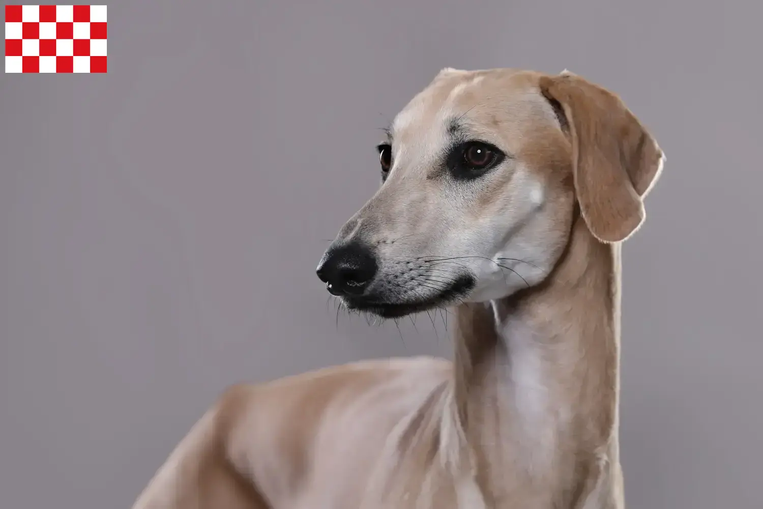 Sloughi puppies and breeders North Brabant Here you can find Sloughis breeders in North Brabant.