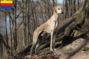 Read more about the article Sloughi breeders and puppies in North Holland