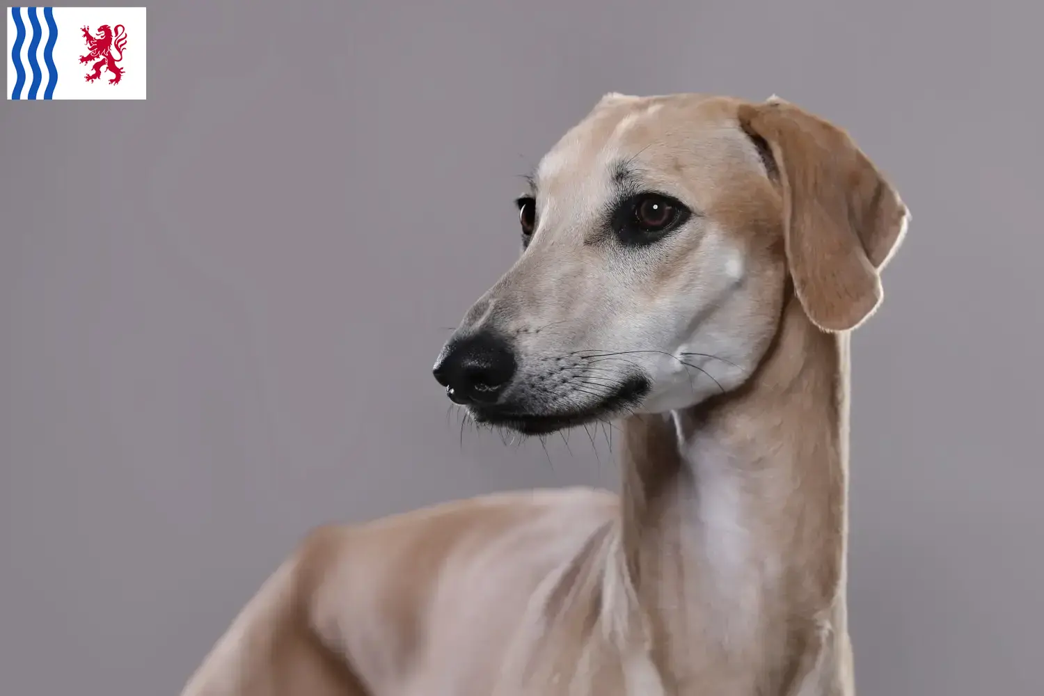 Sloughi puppies and breeder Nouvelle-Aquitaine Here you can find Sloughis breeders in Nouvelle-Aquitaine.