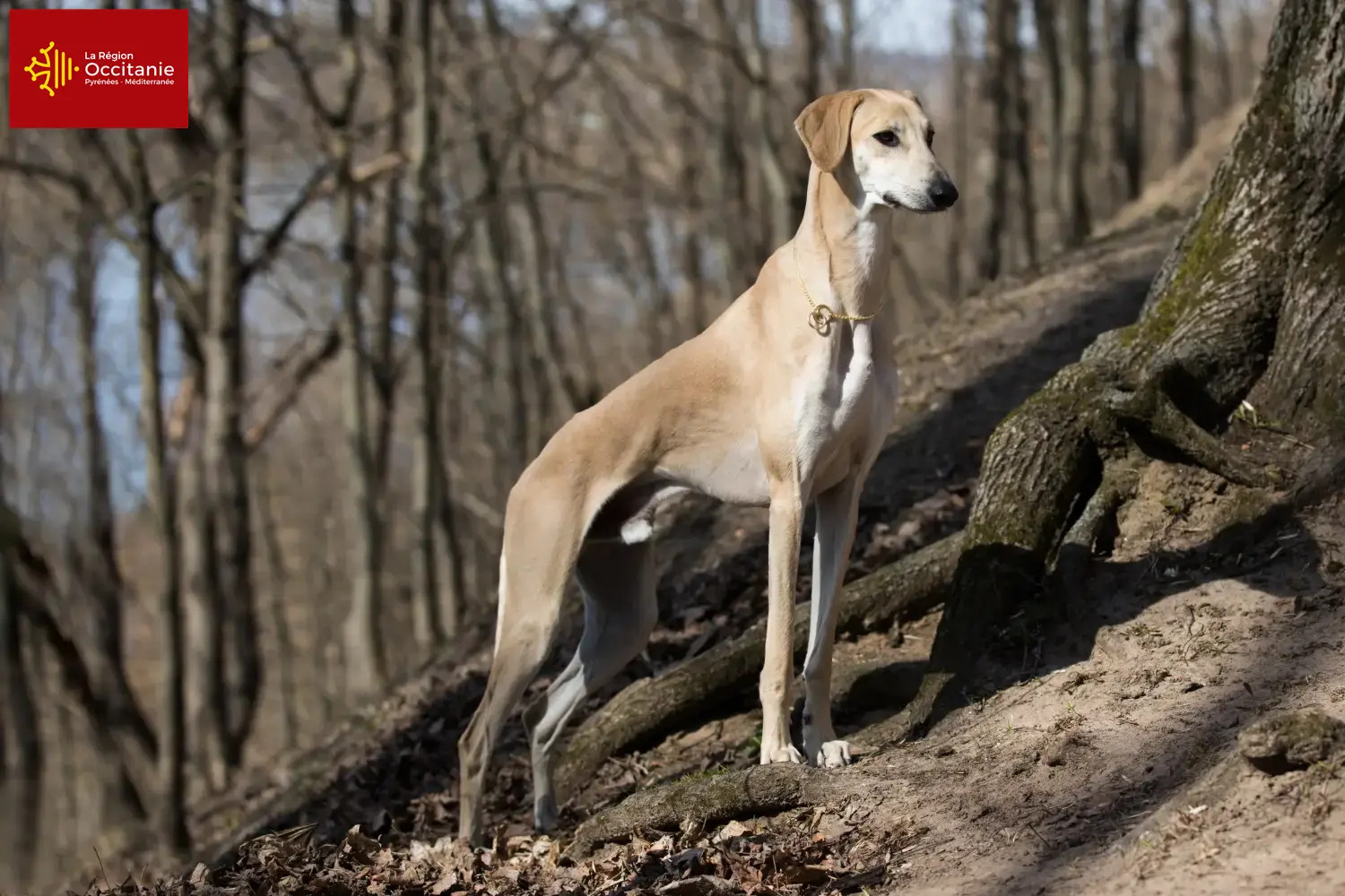 Sloughi puppies and breeders Occitania Here you can find Sloughis breeders in Occitania.