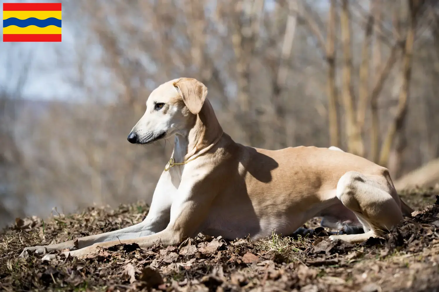 Sloughi puppies and breeders Overijssel Here you can find Sloughis breeders in Overijssel.