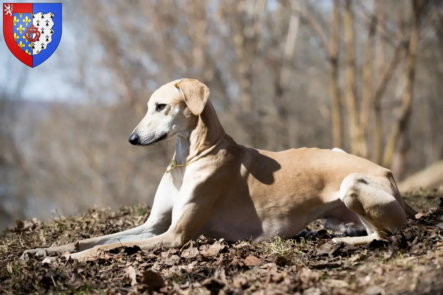 Sloughi puppies and breeders Pays de la Loire Here you can find Sloughis breeders in Pays de la Loire.