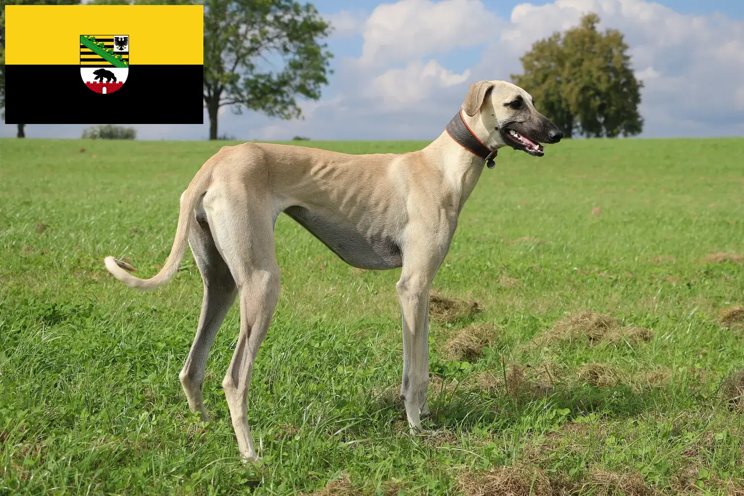 Sloughi puppies and breeders Saxony-Anhalt Here you can find Sloughis breeders in Saxony-Anhalt.