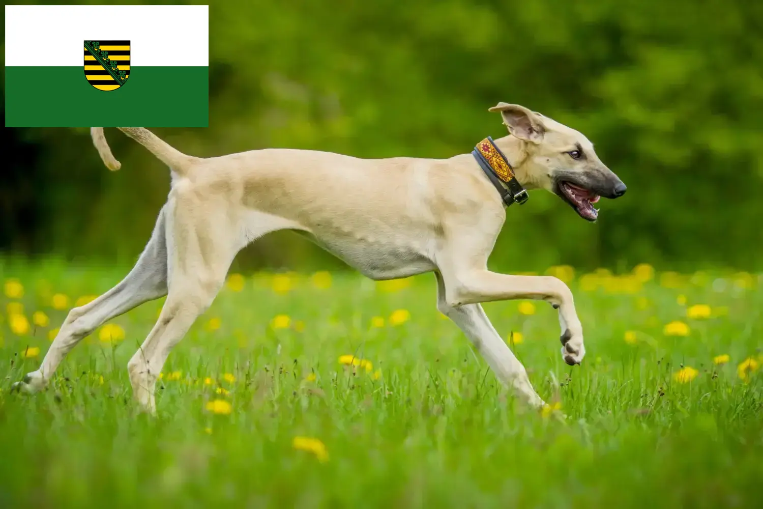 Sloughi puppies and breeders Saxony Here you can find Sloughis breeders in Saxony.