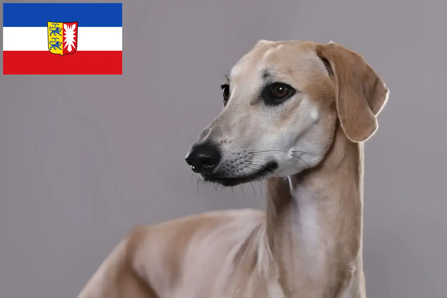 Sloughi puppies and breeders Schleswig-Holstein Here you can find Sloughis breeders in Schleswig-Holstein.