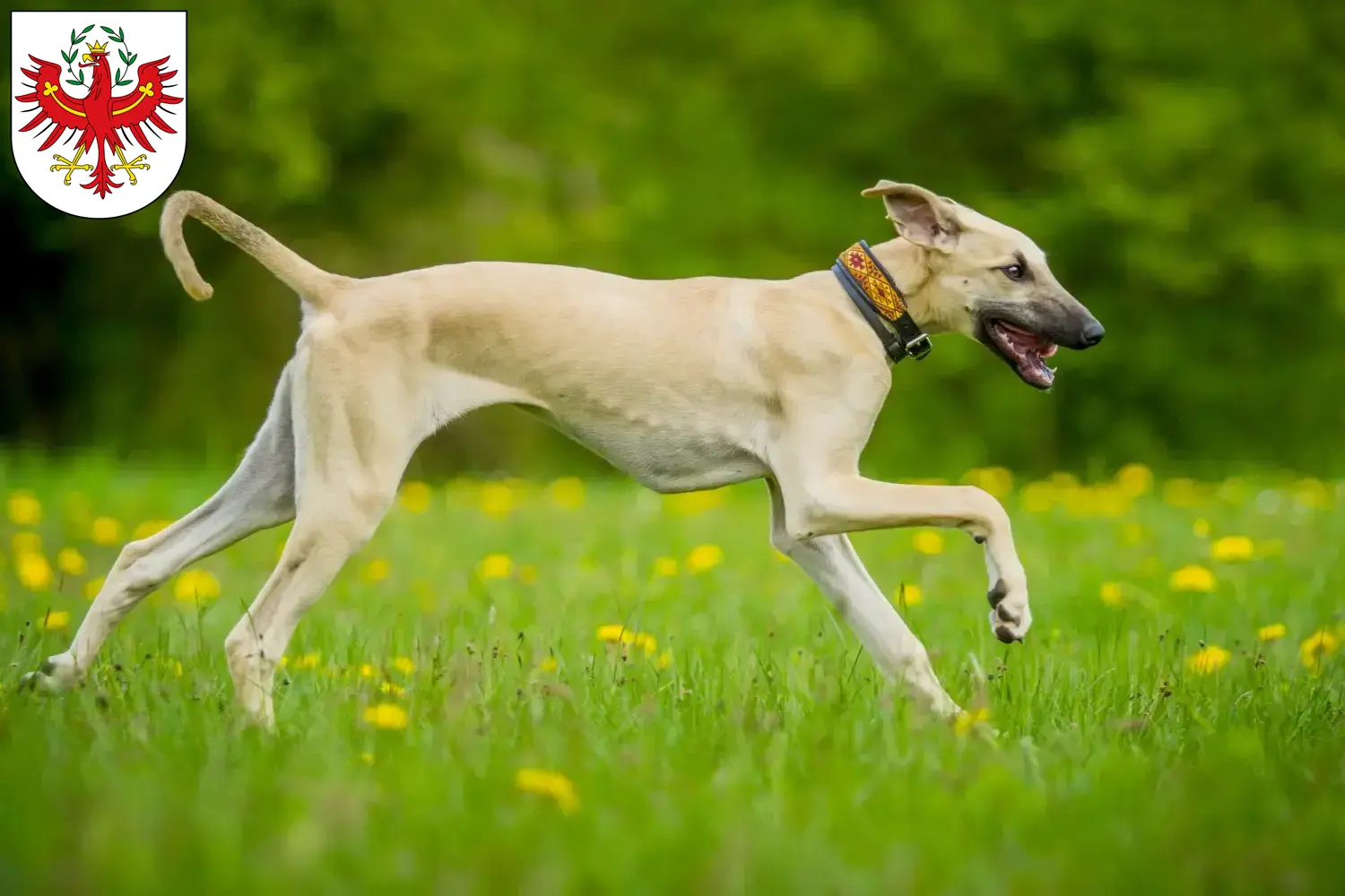 Sloughi puppies and breeders Tyrol Here you can find Sloughis breeders in Tyrol.