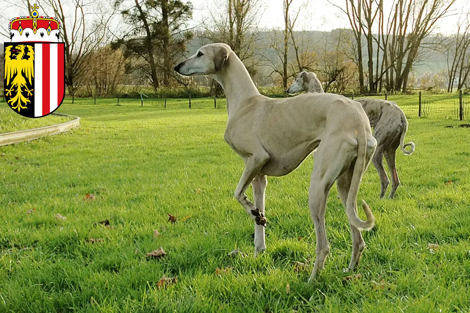 Sloughi puppies and breeders Upper Austria Here you can find Sloughis breeders in Upper Austria.