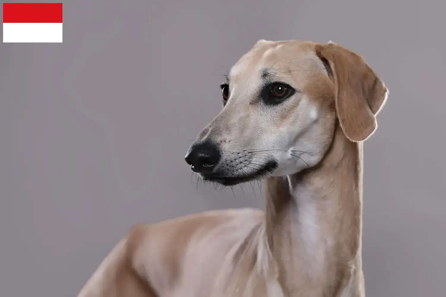 Sloughi puppies and breeders Vienna Here you can find Sloughis breeders in Vienna.