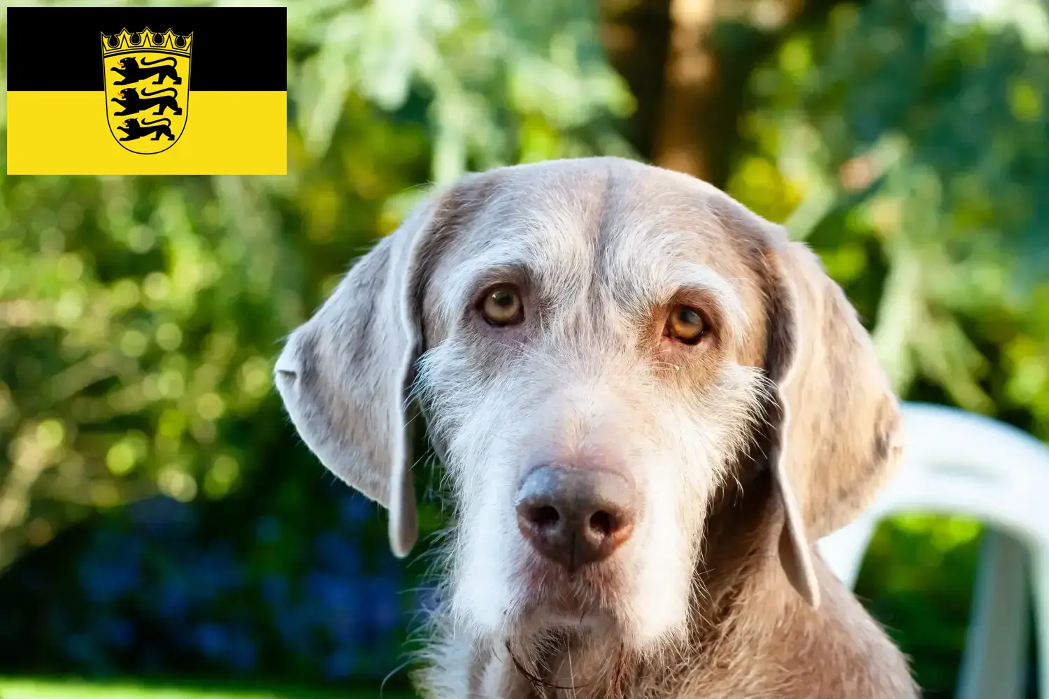 Slovakian wirehaired puppies and breeders Baden-Württemberg Here you can find Slovakian Wirehaired Pointer breeders in Baden-Württemberg.