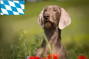 Read more about the article Slovakian Wirehaired Beard breeders and puppies in Bavaria
