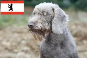 Read more about the article Slovakian rough beard breeder and puppies in Berlin