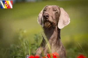 Read more about the article Slovakian rough beard breeder and puppies in Grand Est