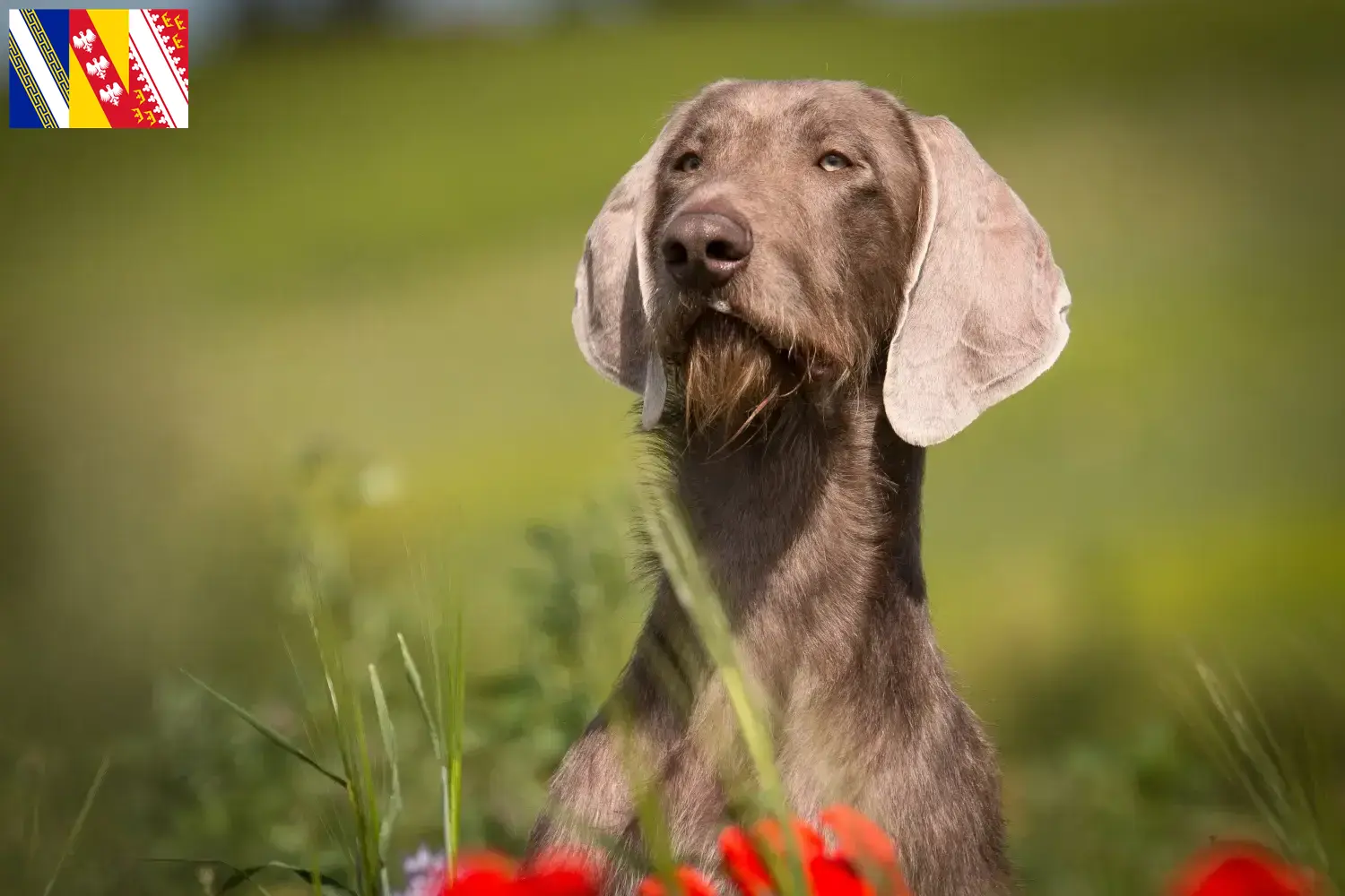 Read more about the article Slovakian rough beard breeder and puppies in Grand Est