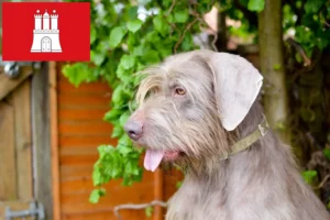 Read more about the article Slovakian rough beard breeder and puppies in Hamburg