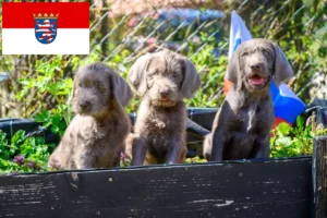 Read more about the article Slovakian Rough Beard breeders and puppies in Hessen