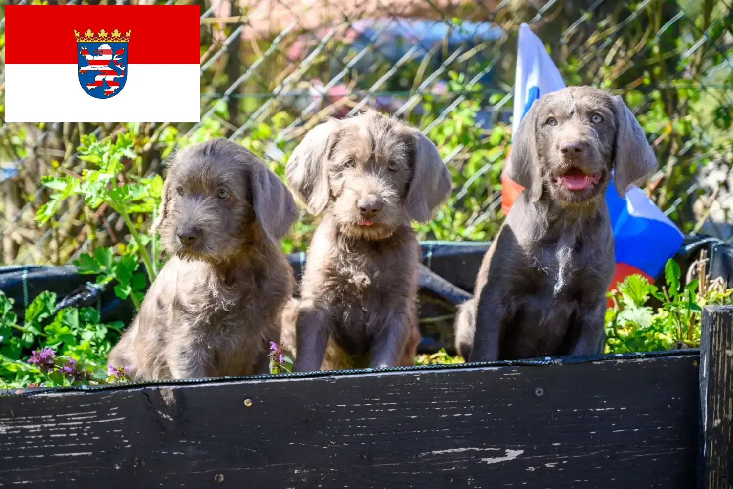 Read more about the article Slovakian Rough Beard breeders and puppies in Hessen