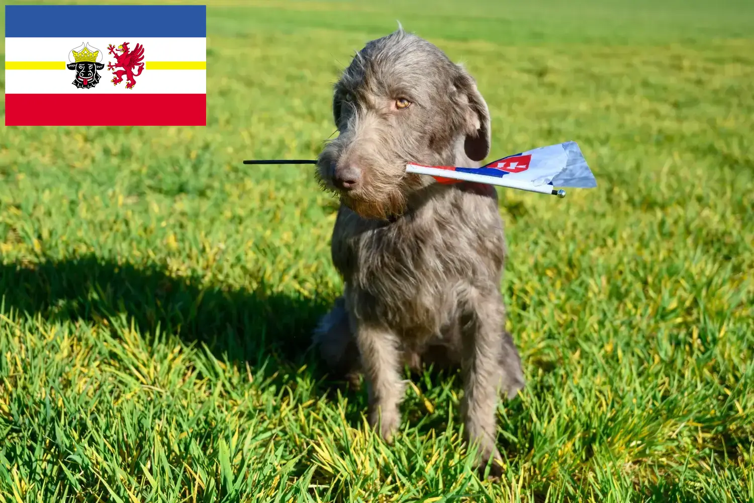 Slovakian wirehaired puppies and breeders Mecklenburg-Vorpommern Here you can find Slovakian Wirehaired Pointer breeders in Mecklenburg-Vorpommern.