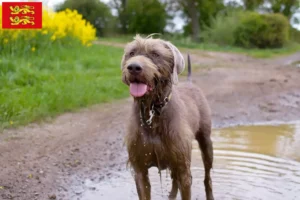 Read more about the article Slovakian wirehaired beard breeder and puppies in Normandy