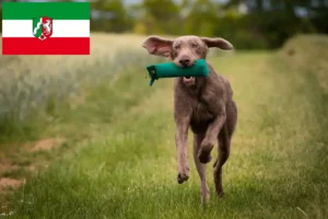 Read more about the article Slovakian Wirehaired Beard breeders and puppies in North Rhine-Westphalia