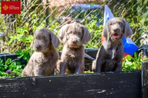 Read more about the article Slovakian wirehaired beard breeder and puppies in Occitania