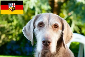 Read more about the article Slovakian rough beard breeders and puppies in Saarland