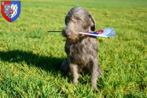 Read more about the article Slovakian Wirehaired Beard breeders and puppies in Pays de la Loire