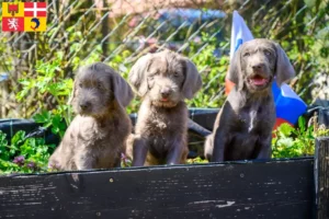 Read more about the article Slovakian Wirehaired Beard breeders and puppies in Auvergne-Rhône-Alpes