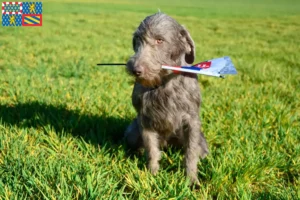 Read more about the article Slovakian wirehaired beard breeders and puppies in Bourgogne-Franche-Comté