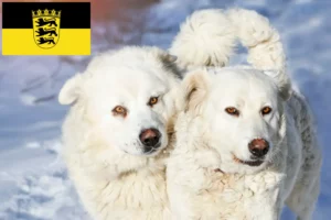 Read more about the article Slovensky Cuvac breeders and puppies in Baden-Württemberg