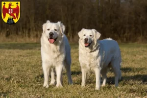 Read more about the article Slovensky Cuvac breeders and puppies in Burgenland