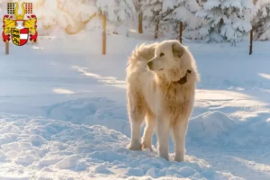 Read more about the article Slovensky Cuvac breeders and puppies in Carinthia