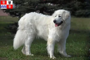 Read more about the article Slovensky Cuvac breeders and puppies in Central Bohemia