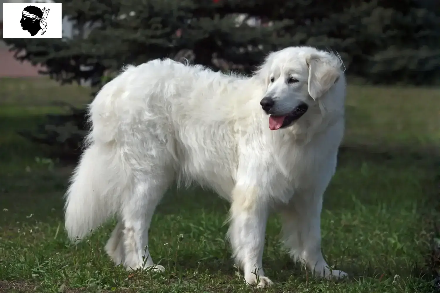 Read more about the article Slovensky Cuvac breeders and puppies in Corsica