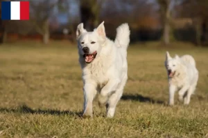 Read more about the article Slovensky Cuvac breeders and puppies in France