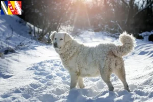 Read more about the article Slovensky Cuvac breeders and puppies in Grand Est